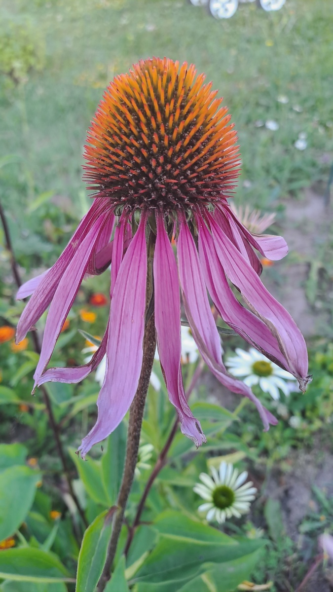 У розовой ещё больше стала серединка-ёжик. Некоторые не любят этот цветок за такую серединку, а мне наоборот  это кажется необычным и красивым (фото автора)
