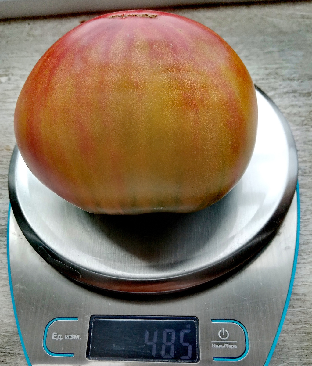 Фото автора от 01.08.2025г. Вес плода 485 граммов.