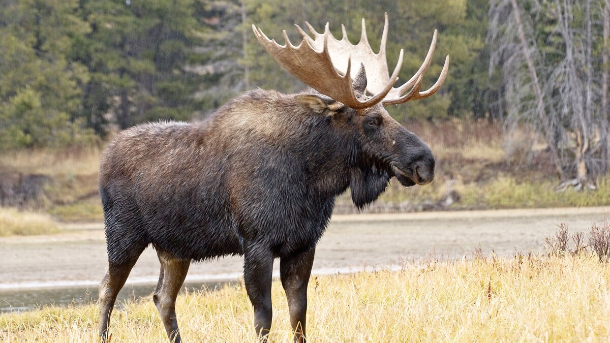 Фото с сайта: https://lt.sputniknews.com/20190420/Kanadoje-briedis-padejo-policijai-atskleisti-nusikaltima-8786976.html