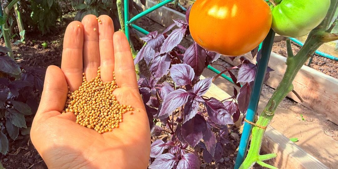 🦠❌Горчица от фитофторы. В следующем году грибка точно не будет!