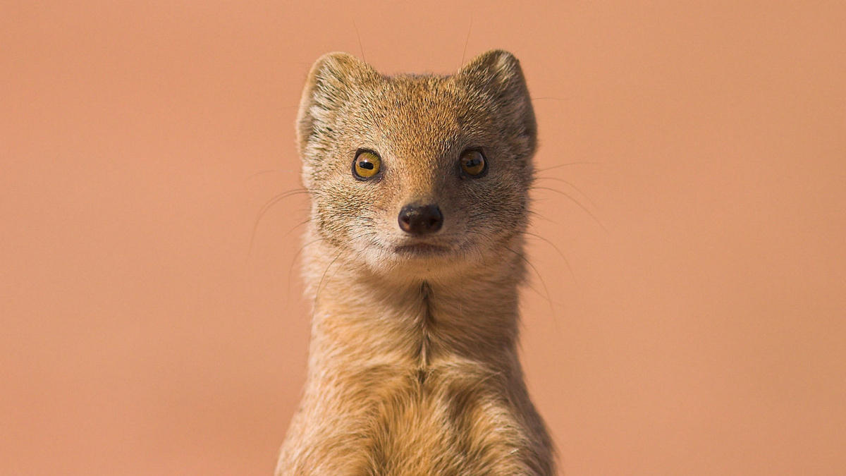 Фото с сайта: https://www.desktopwallpapers.ru/animals/download/628/