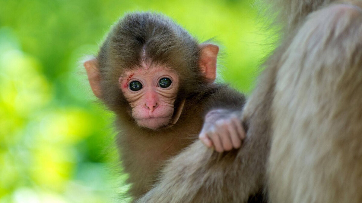 Фото с сайта: https://wallpapers.com/wallpapers/cute-baby-monkey-animal-qcoxxlzfc92gxaku.html