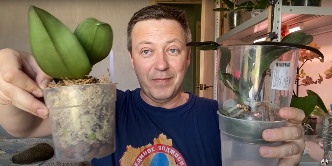 Как Восстановить Тургор Орхидеи: Проверенные Методы