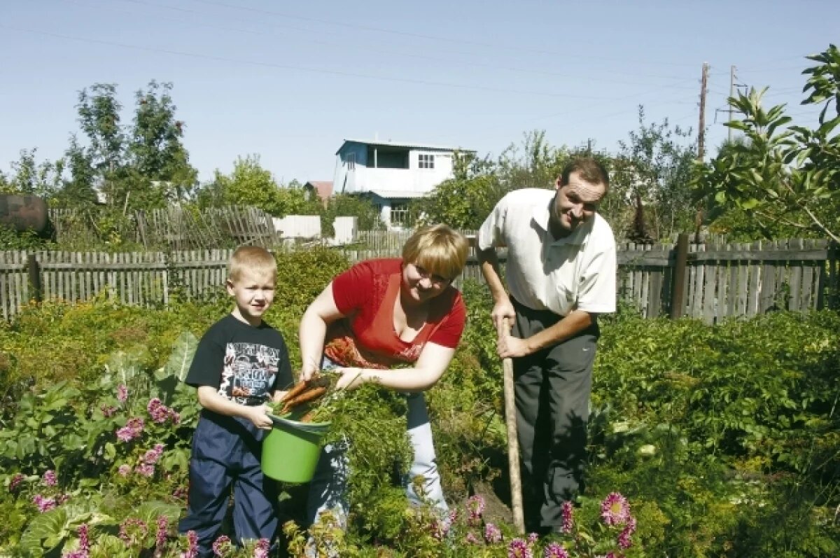    Весь вопрос в том, сколько будет продавать дачник из своего урожая.