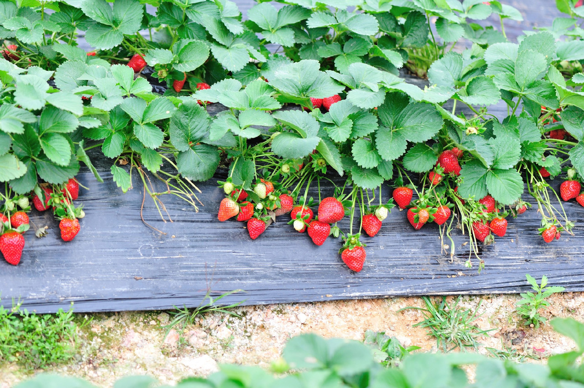 При правильном подходе ремонтантная земляника в августе