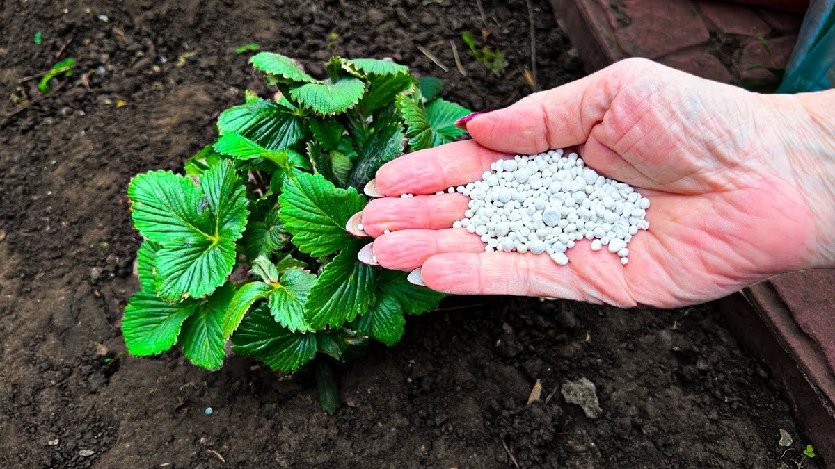 Удобрение сыпем под куст