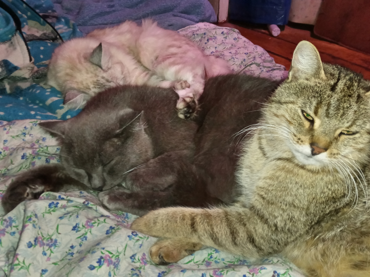 ЦЕНИТЕЛЬ БАХЧЕВОЙ КУЛЬТУРЫ ТЁМА В ЦЕНТРЕ. ТОТ, НА КОТОРОГО УМА СЛОЖИЛА ЛАПЫ. Справа кошка Сычик