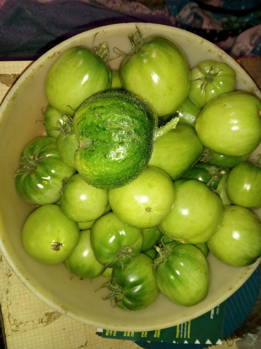 ЗАДАНИЕ: НАЙТИ ОГУРЕЦ СРЕДИ ЗЕЛЕНЫХ ПОМИДОРОВ (надеюсь, что не вечнозеленых...)