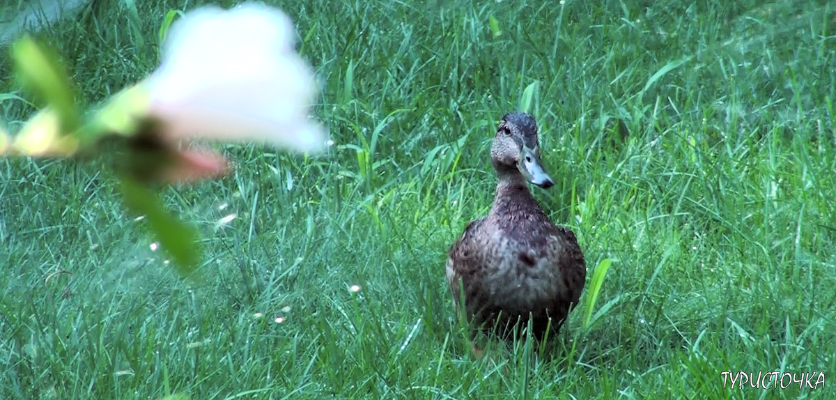Дикая утка-кряква гуляет по моему саду под брызгами поливалки