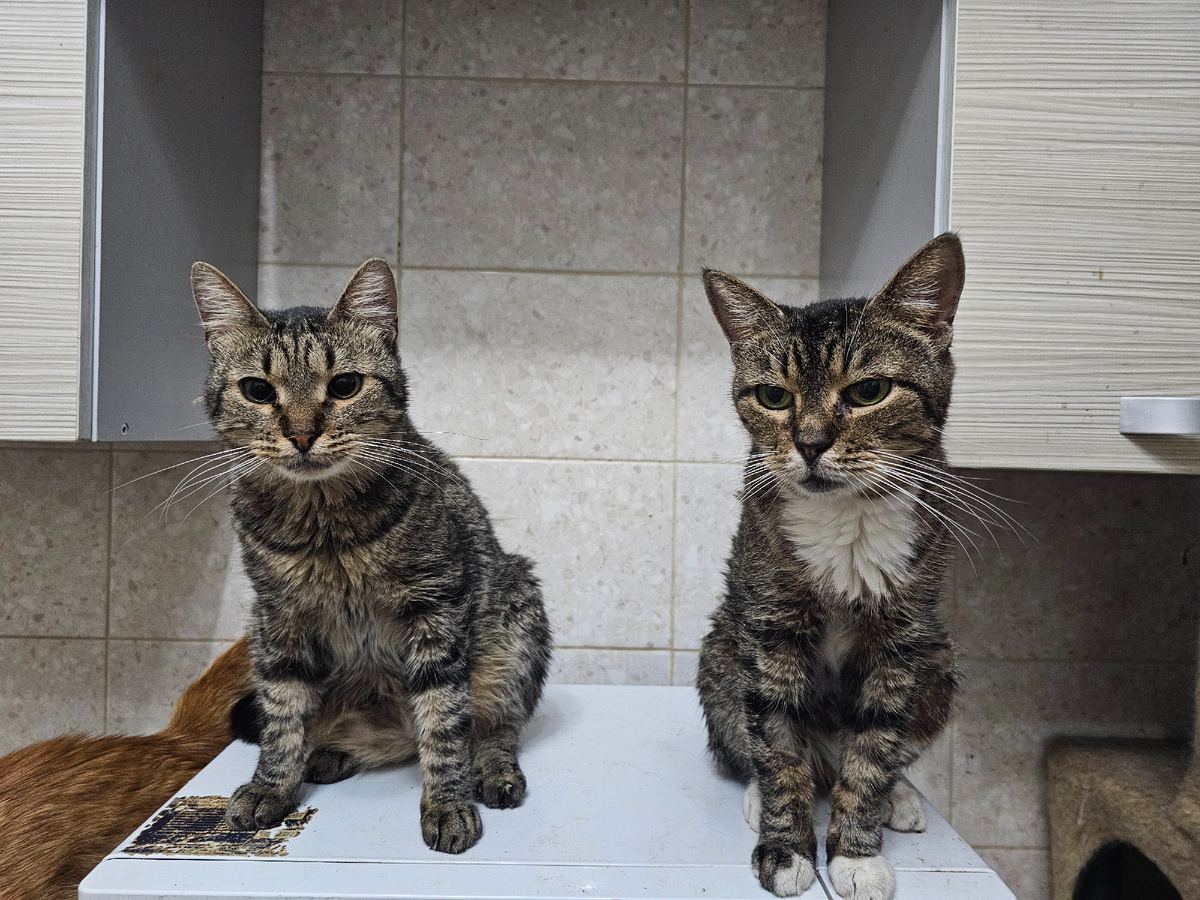 Фото автора. Мо и Маргоша