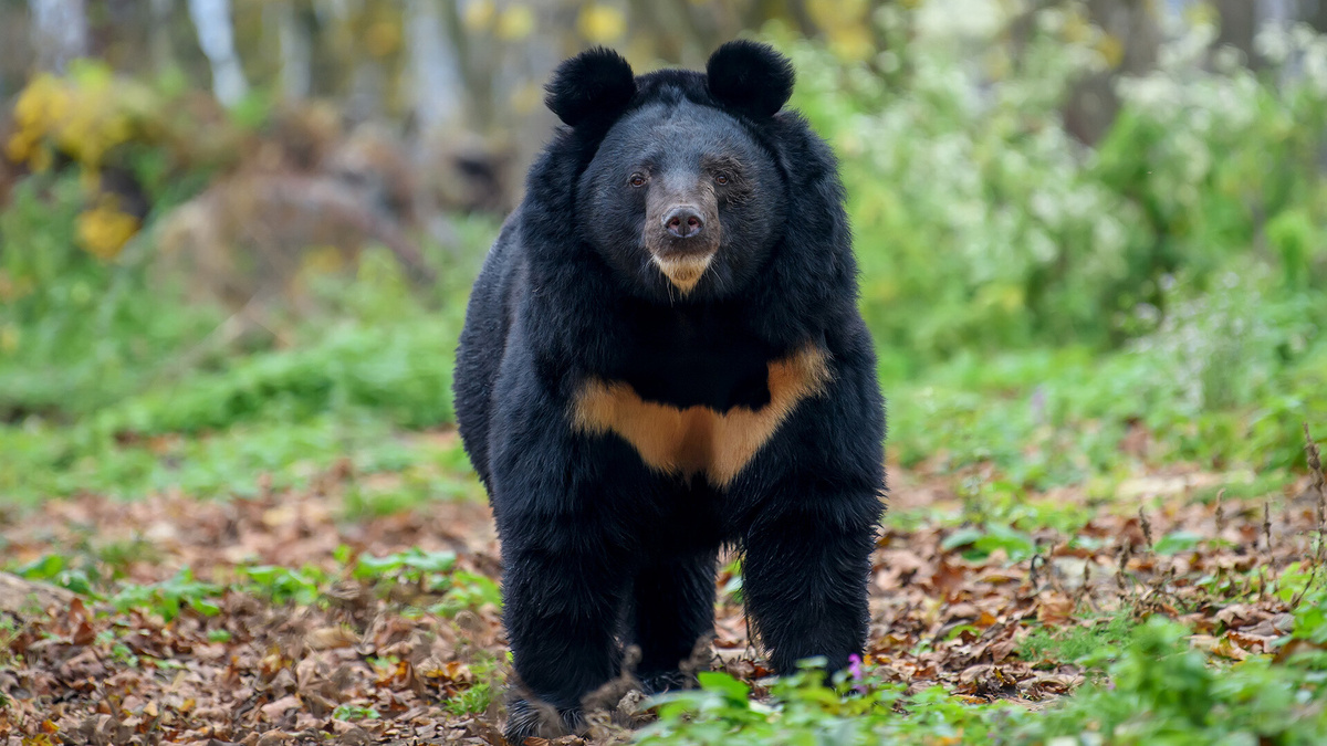 Фото с сайта: https://www.gw2ru.com/lifestyle/3934-asian-ussuri-black-bears/amp