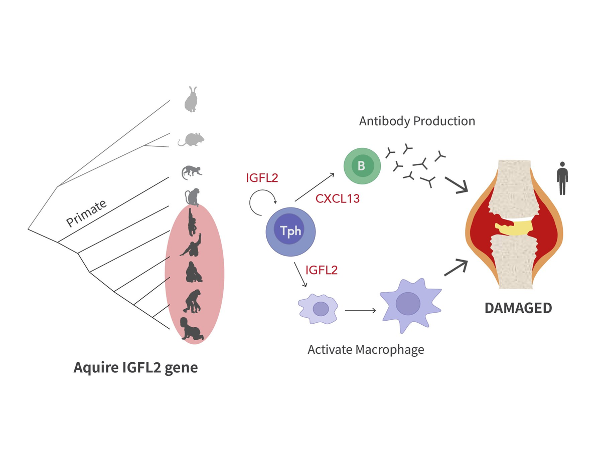 Ген IGFL2 кодирует цитокин, который встречается у приматов, близких к человеку. В суставной ткани людей, страдающих ревматоидным артритом, периферические Т-хелперы (Tph) экспрессируют IGFL2, который увеличивает экспрессию CXCL13 — белка, способствующего выработке аутоантител. Кроме того, IGFL2 активирует иммунные клетки, называемые моноцитами и макрофагами, что ещё больше усиливает воспаление и усугубляет повреждение суставов.