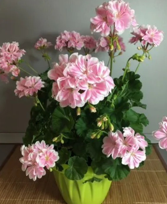 Пеларгония Saga.