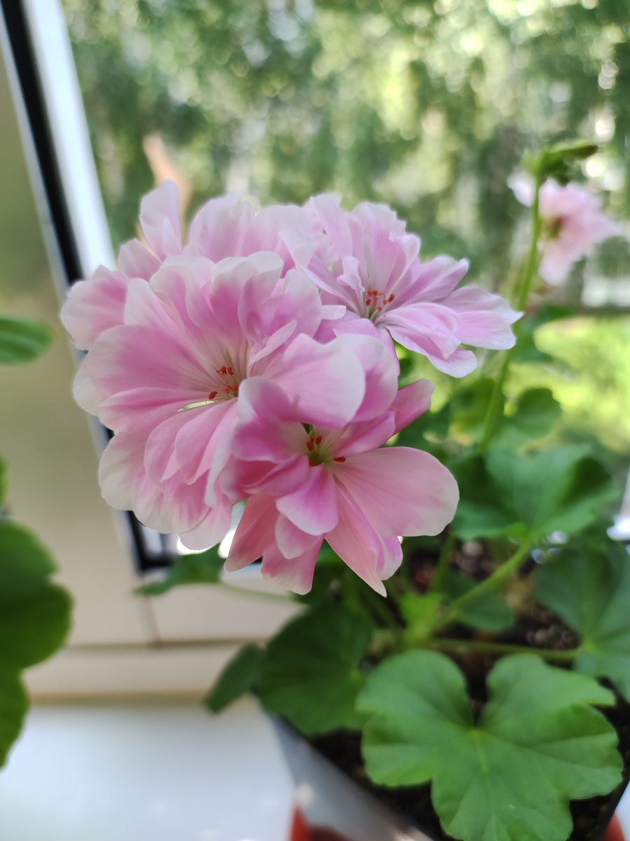 Вот так она цветёт.