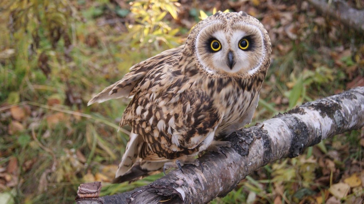 Завораживающая красота, за которой скрывается характер настоящего хищника.