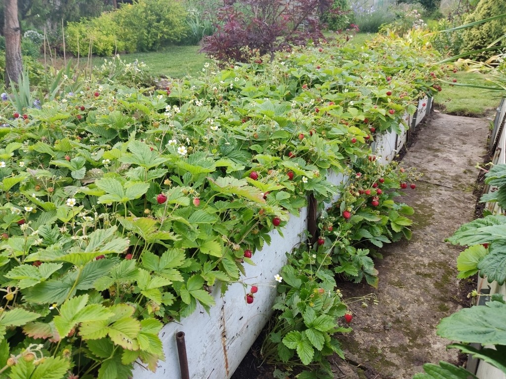 Любителям спорить, что клубника — не земляника. Вот земляника, а мы говорим сейчас про клубнику