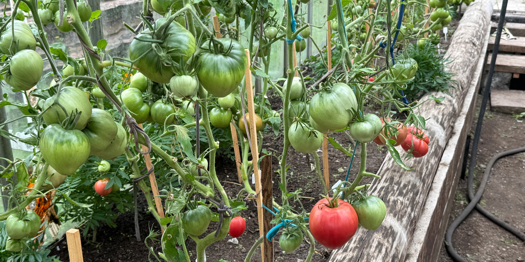 Лью в августе под томаты и их просто немеряно нарастает, даже хилые и чахлые вмиг заплодоносят