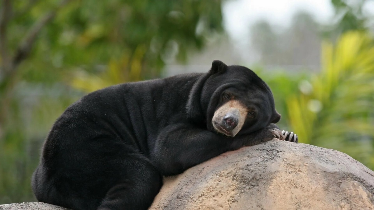 Фото с сайта: https://getwallpapers.com/collection/wallpaper-black-bear-pictures