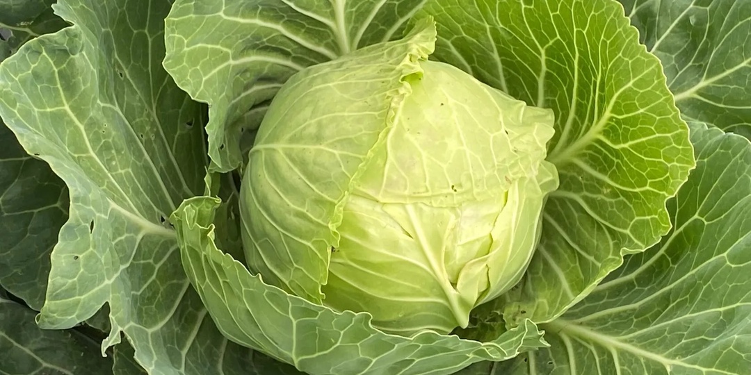 Капусту больше не тронут вредители, забудьте о слизнях, гусеницах и бабочке капустнице. Сделайте так