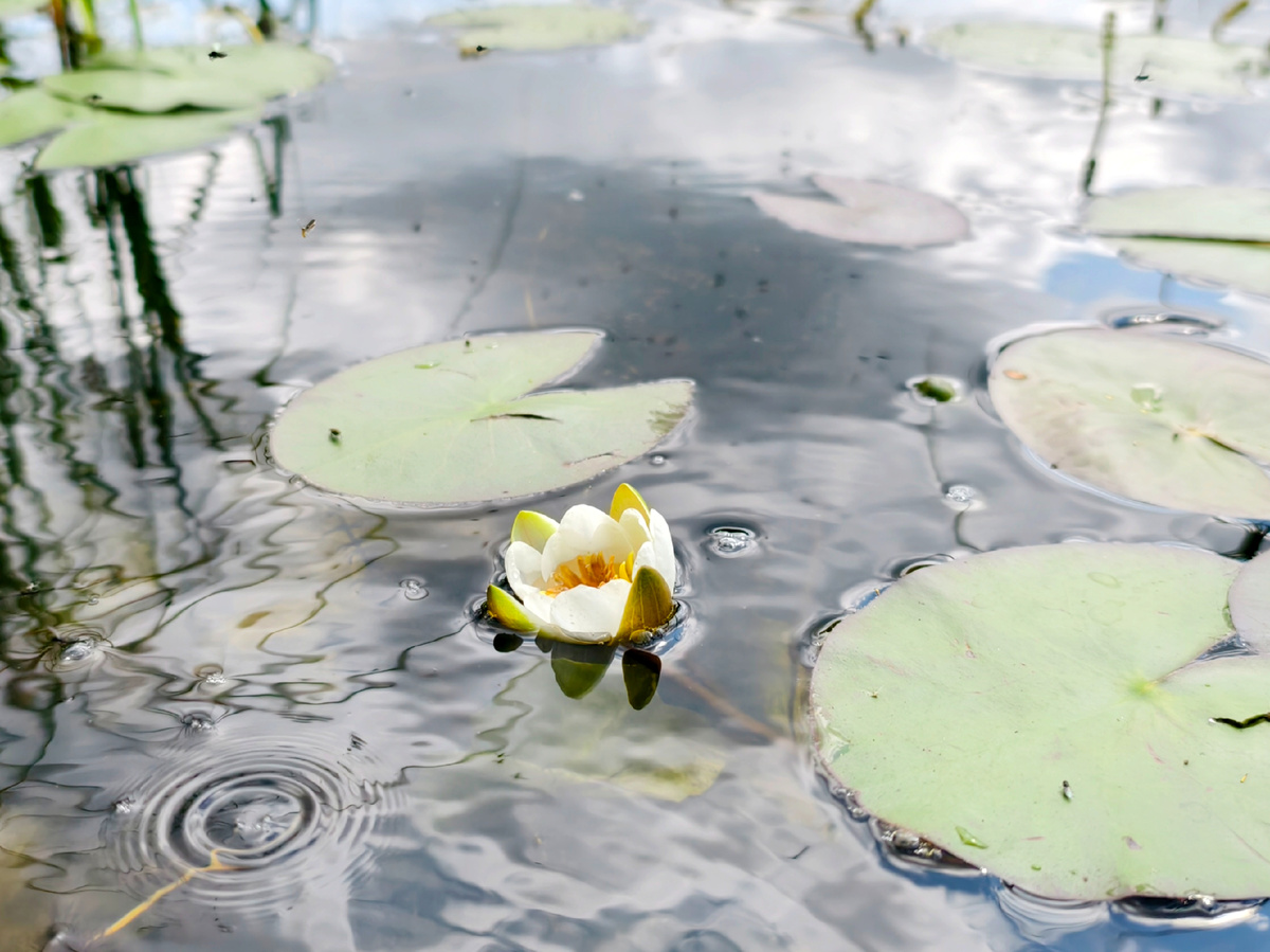 На покатушке 