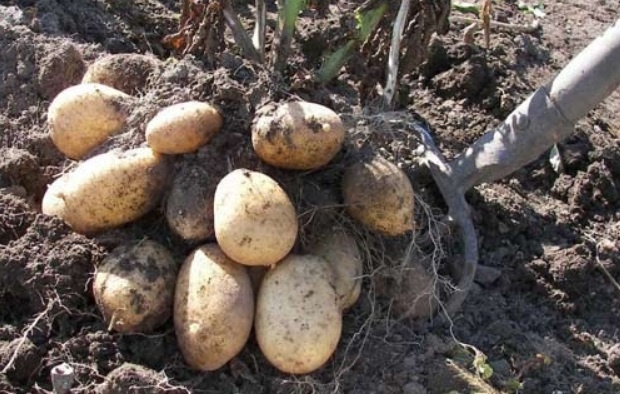 Уборка картофеля в 2025 году. Когда и как скашивать ботву. Полезные советы для огородников