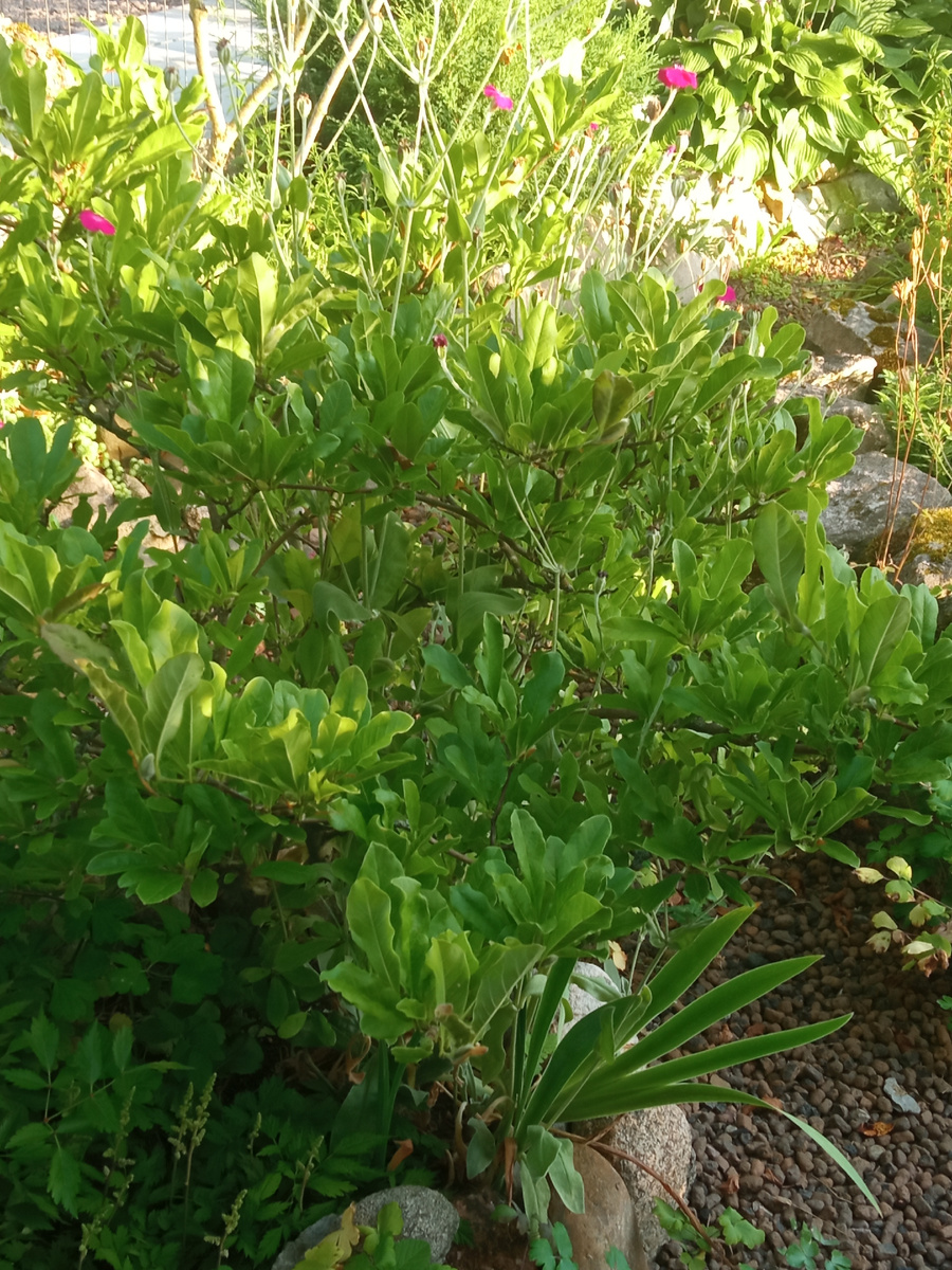 2. Магнолия звёздчатая