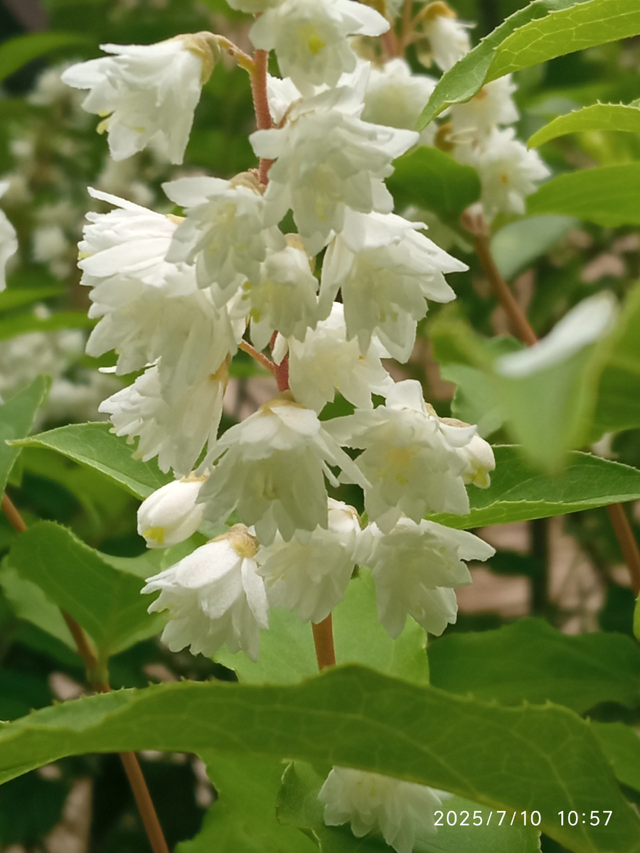 1. Дейция шершавая