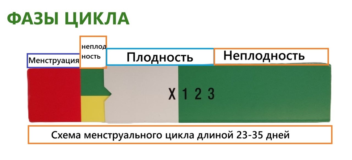 Схема менструального цикла по методу Биллингса®