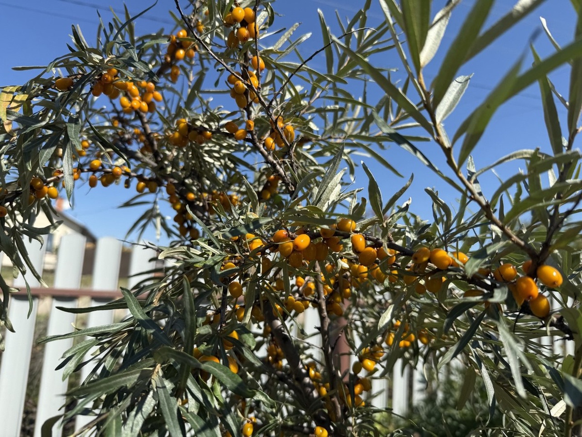 Облепиха. Фото автора канала Дом с кипарисами