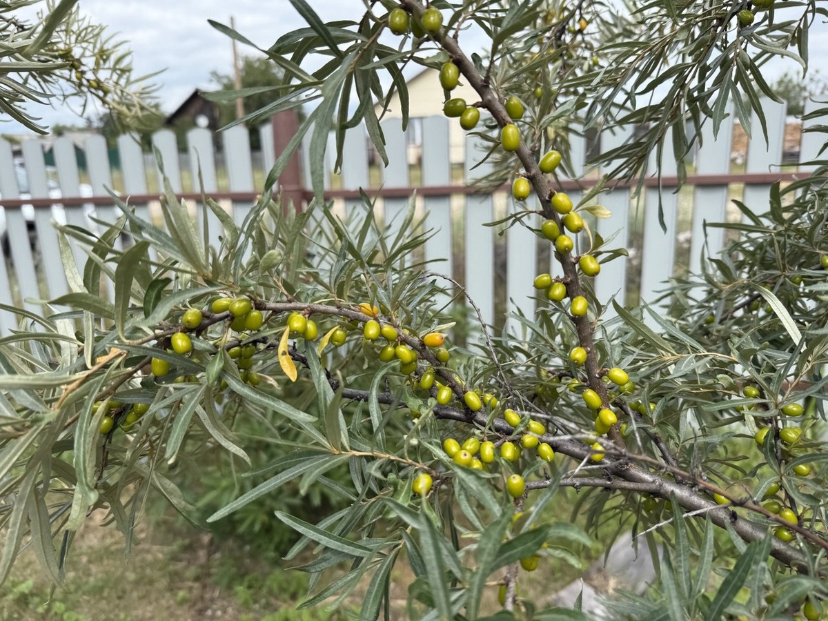 Облепиха. Фото автора канала Дом с кипарисами