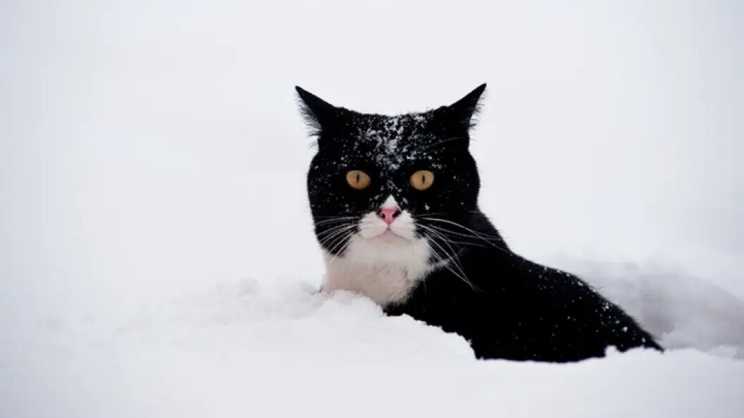    Фото: pio3/Shutterstock