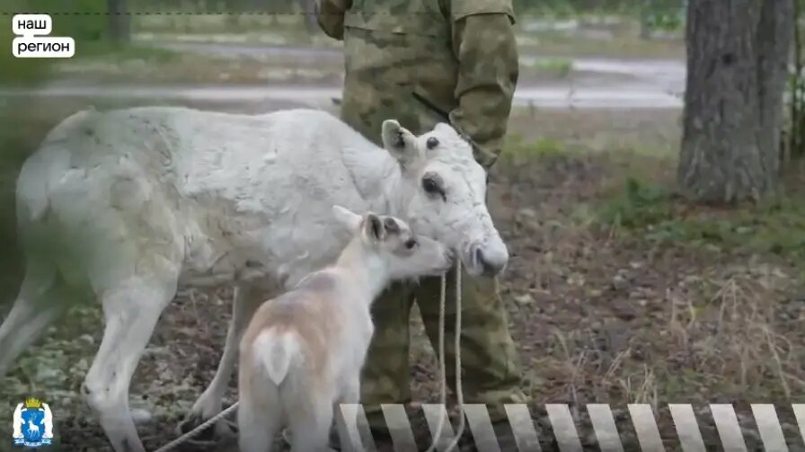    Фото: кадр видео из группы «Ямало-Ненецкий автономный округ» в ВК