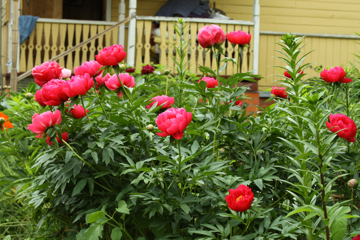Сорт Элен Каули в цвету