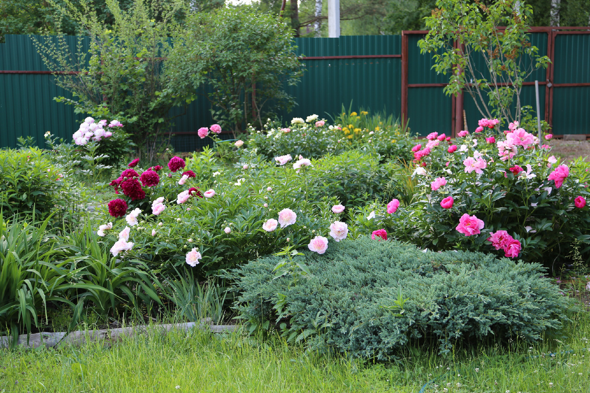 Пионы в смешанном цветнике в саду моей тетушки в п. Зеленоградский