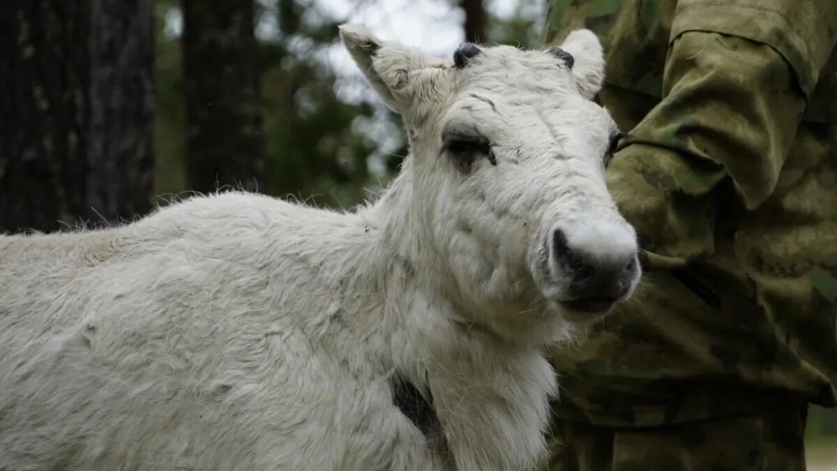    Фото: Роман Чернов / «Ямал-Медиа»