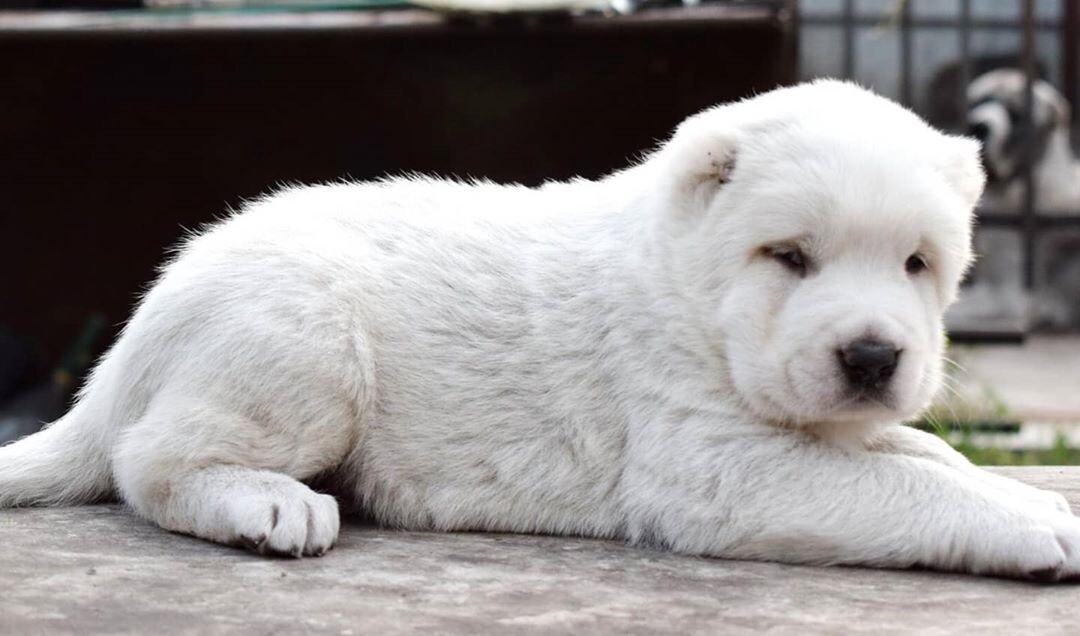 Эта малышка еще не знает о своей будущей мощи. Но уже ждет своё королевское имя.