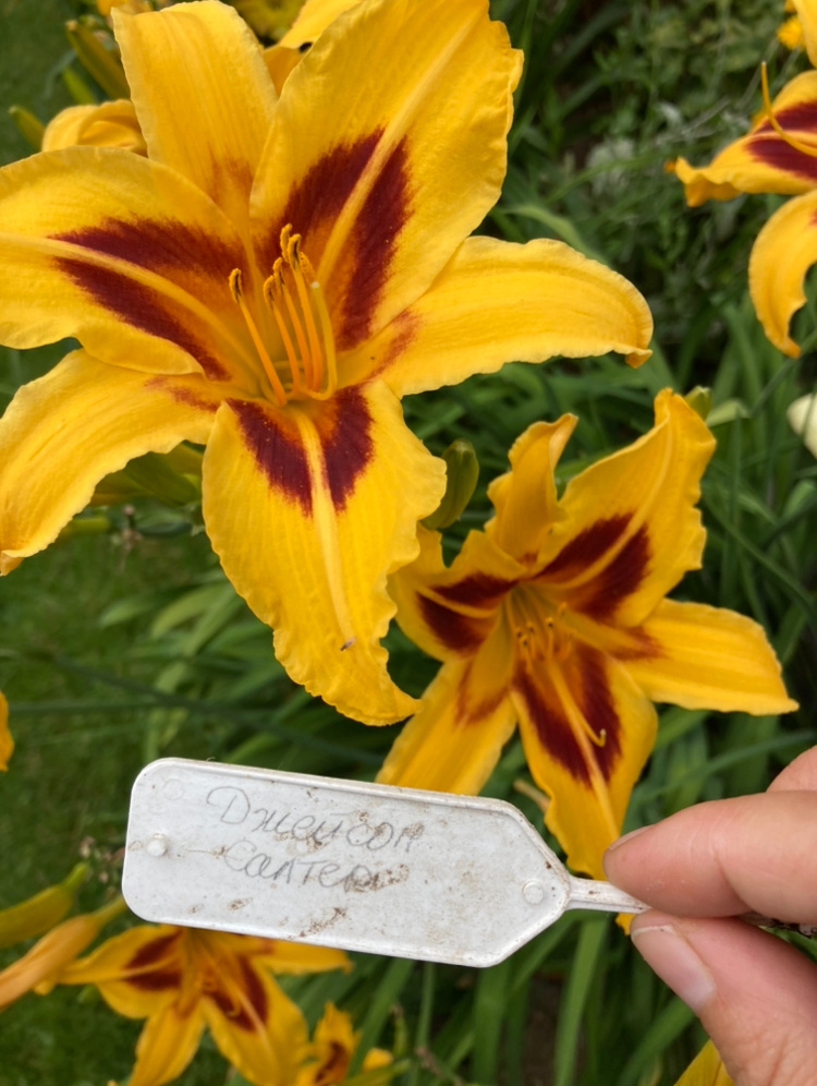 Отзыв на саженцы лилейников купленных в магазине Гаршинка