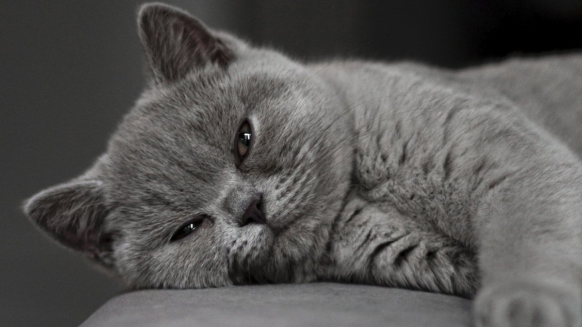 Этот плюшевый аристократ точно заслуживает королевского имени.