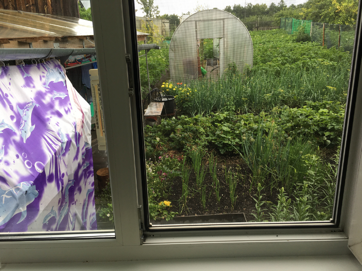 Из окошка на огород 