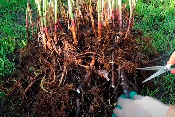 Как делить и пересаживать старые кусты пионов: сроки, техника деления, омоложение