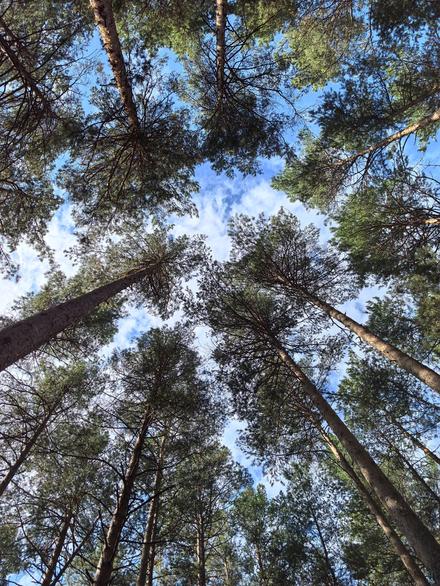 Сосновый лес сегодня.