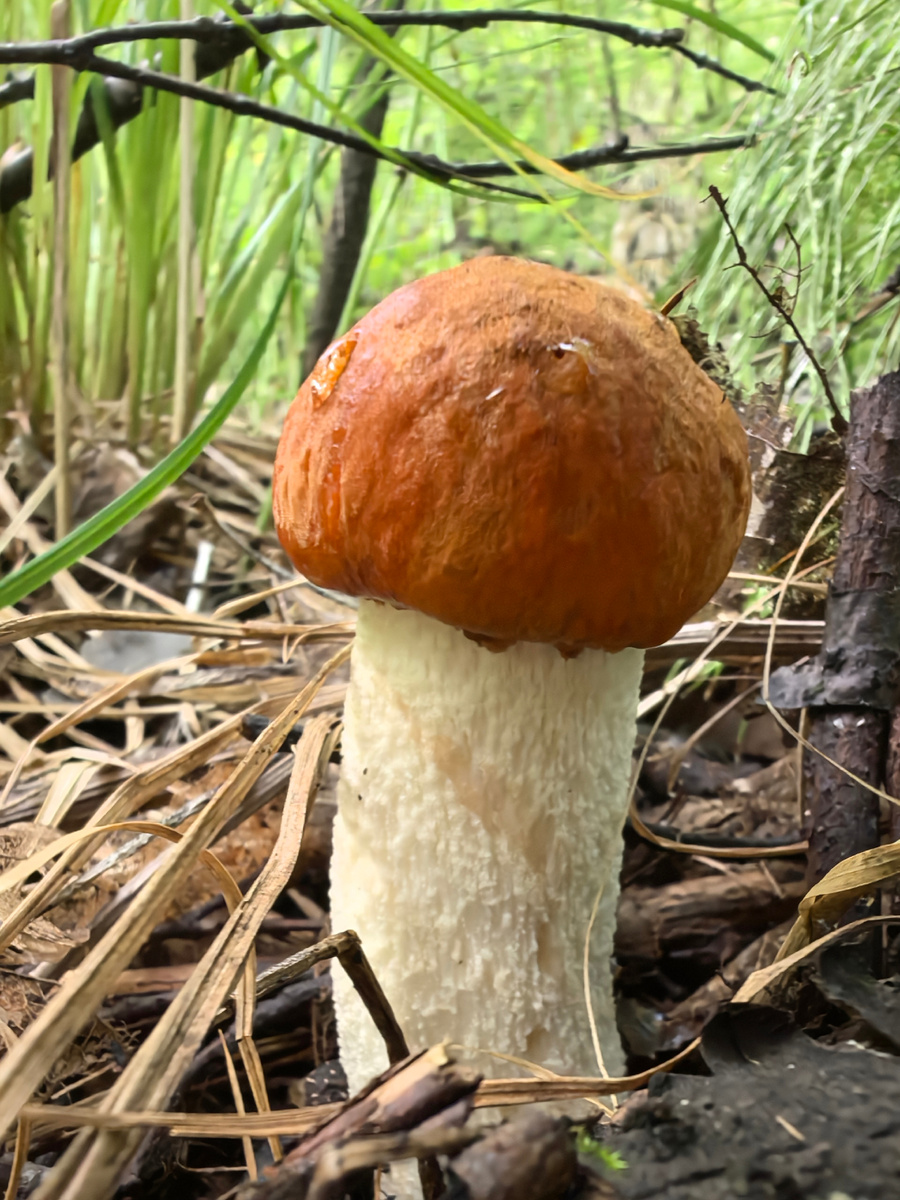 Вот таких красавчиков дарит нам Уголочек.