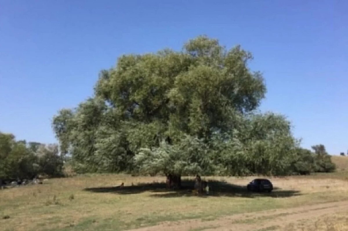    Слюсарь: Большая ива из Ростовской области признана деревом года в России