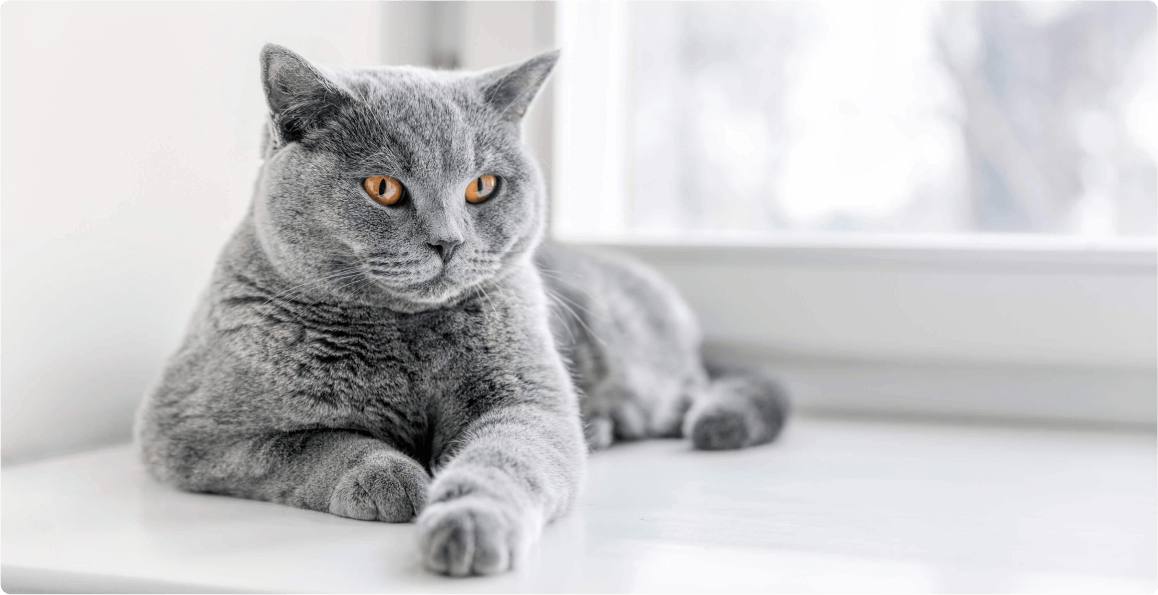 Леди Грейс наслаждается утренним солнцем.