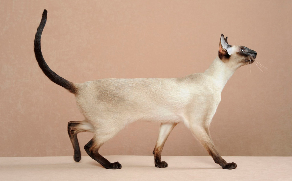 Мали, что на тайском означает "цветок".