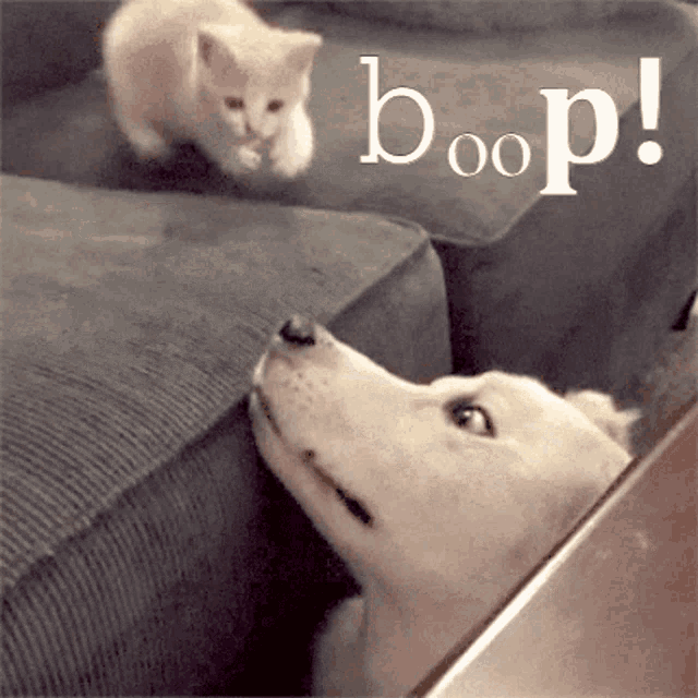 "To boop the snoot" означает "дотронуться пальцем до носика"; восклицать при этом "Boop!" для полного эффекта не обязательно, но желательно