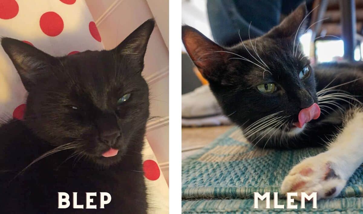 Наглядная разница между 'blep' и 'mlem'