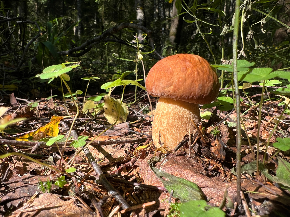 Сетчатый белый. Фото автора. 02.08.25