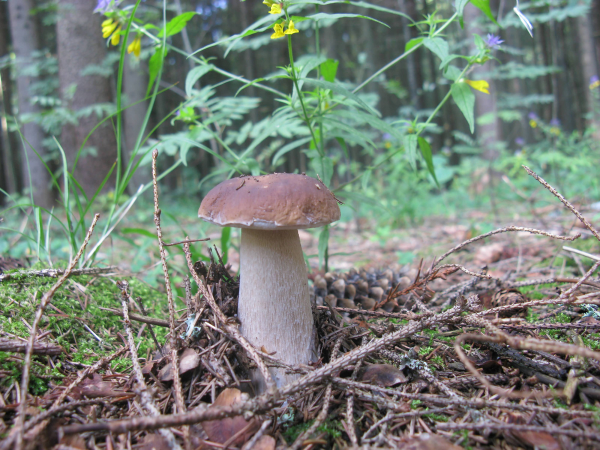 Еловый белый. Фото автора. Архив