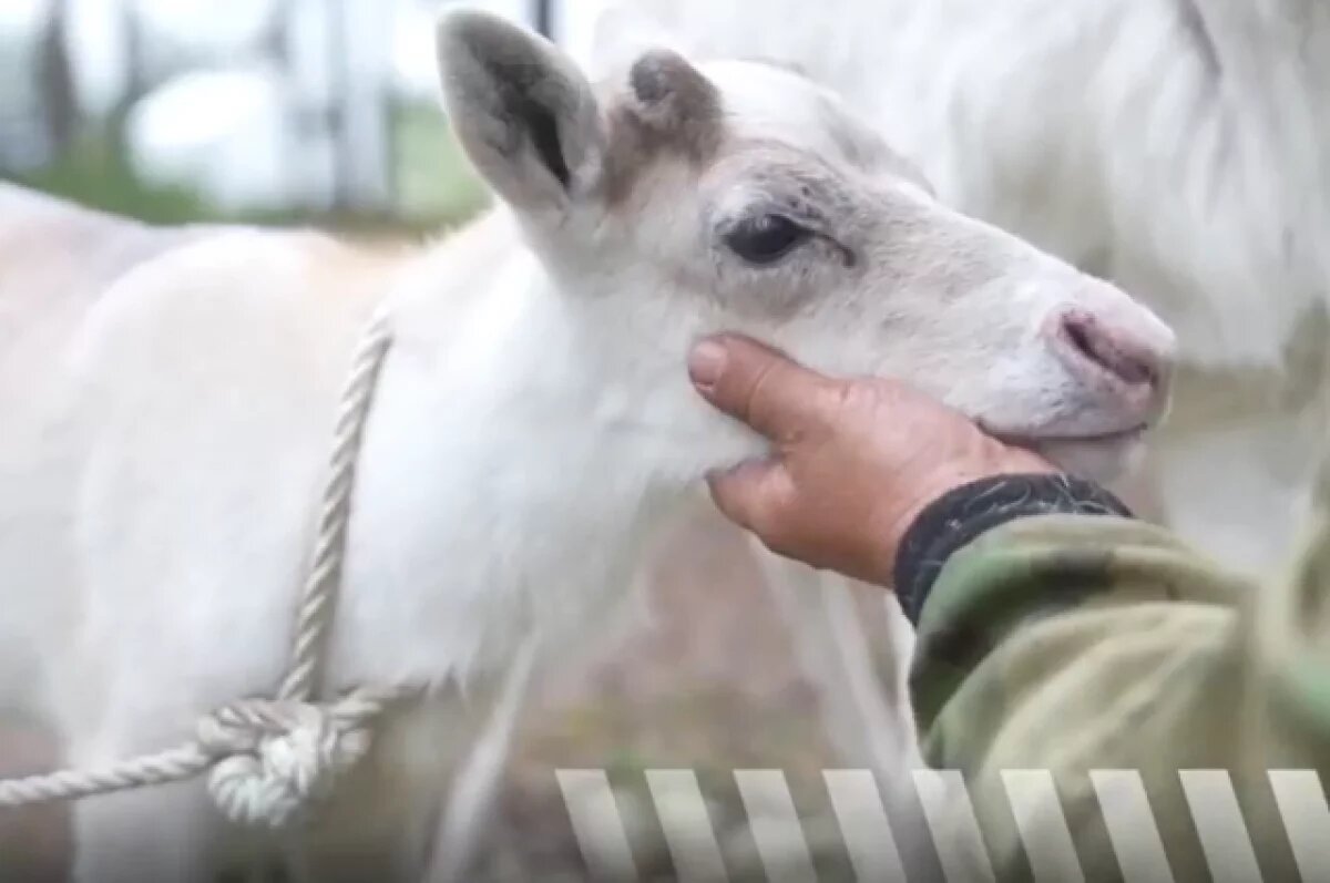    Олененок, которого подарили Путину на Ямале, вырос и окреп
